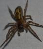 Amaurobius sp.